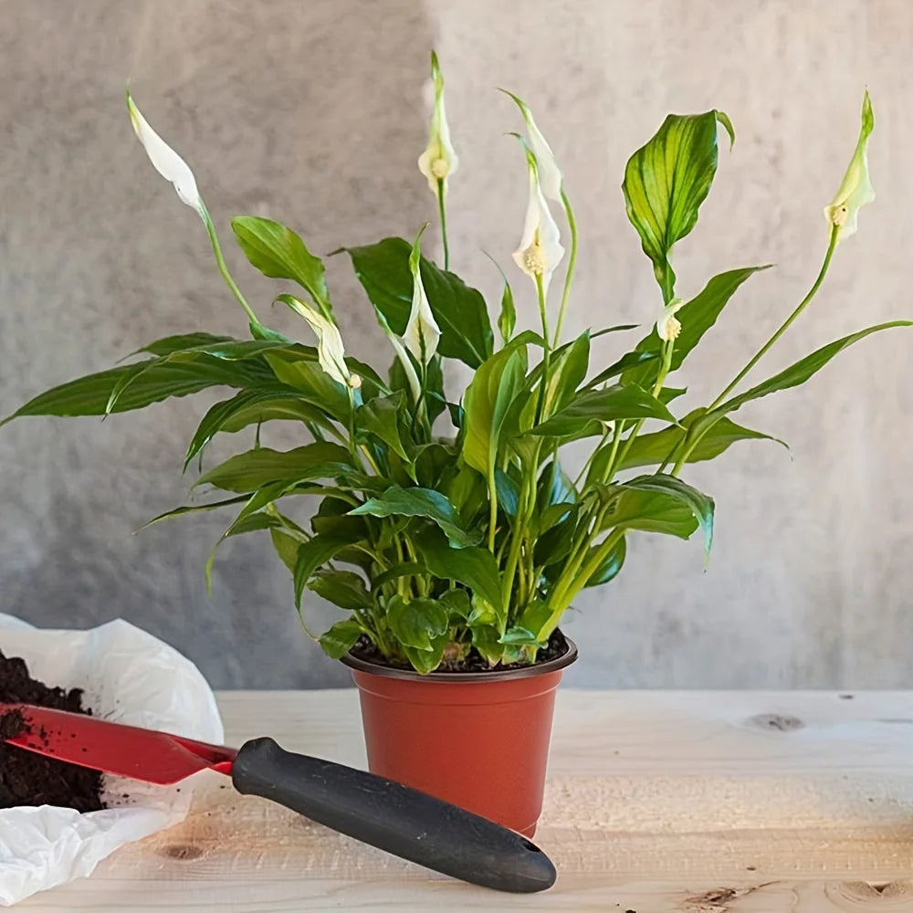 50-Pack Americana Style Nursery Pots - Versatile Indoor/Outdoor Seedling Containers, Durable & Decorative