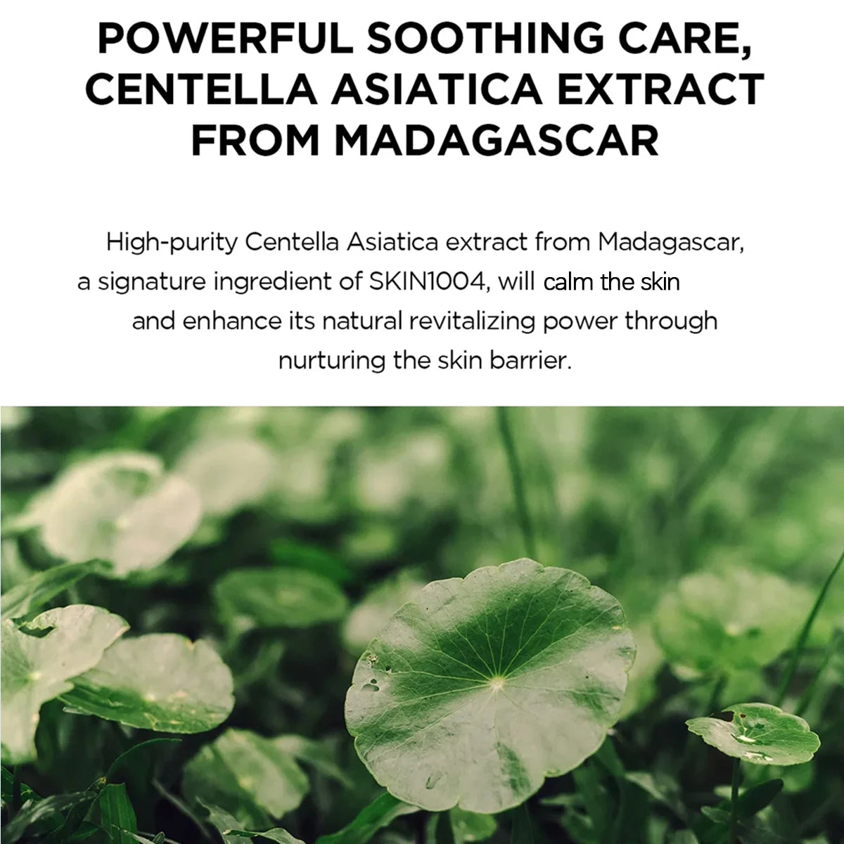 SKIN1004 Madagascar Centella Hyalu-Cica Water-Fit Sun Serum SPF50+ PA++++,Non-Stripping,Strong Sun Shield,K-Beauty,Korean Makeup